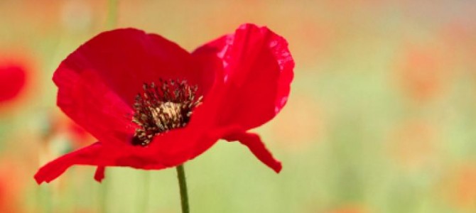 Remembrance Day: 11th of November